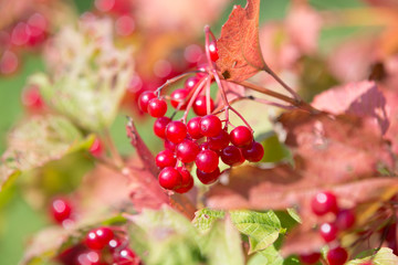 The bright red berries of viburnum, autumn sunny day