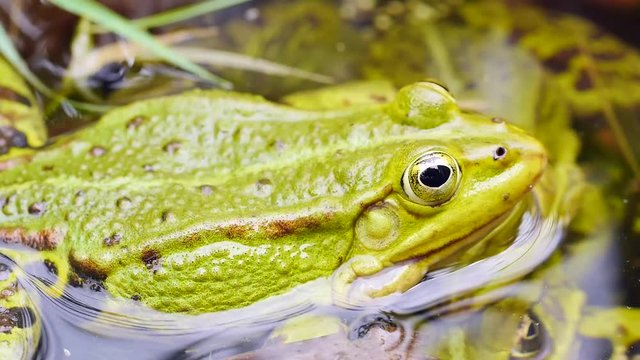 Wasserfrosch, Gr&uuml;nfrosch im Wasser, Rana esculenta 