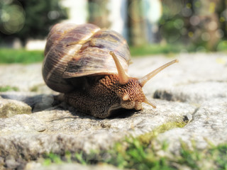close up shot of snail on the road
