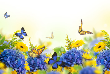 Panele Szklane  Amazing background with hydrangeas and daisies. Yellow and blue flowers on a white blank. Floral card nature. bokeh butterflies.