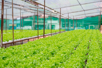 Green oak, frillice iceberg , cultivation hydroponic green vegetable in farm plant market