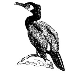 the bird is a cormorant - obrazy, fototapety, plakaty