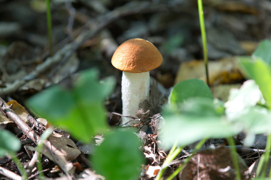 orange hat boletus mushroom in autumn forest