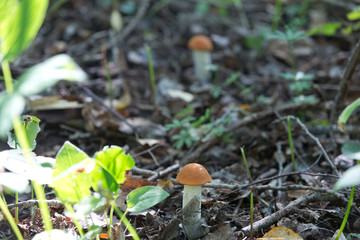 orange hat boletus mushroom in autumn forest