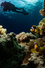 Fototapeta na wymiar Clownfish - anemonefish in the Red Sea