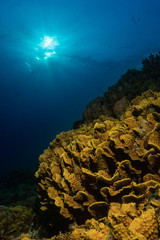Corals in the Red Sea