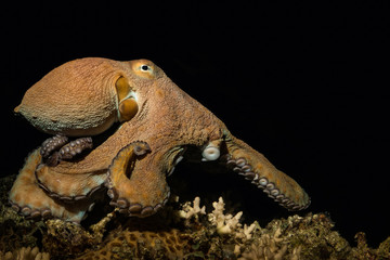 Common Reef Octopus
