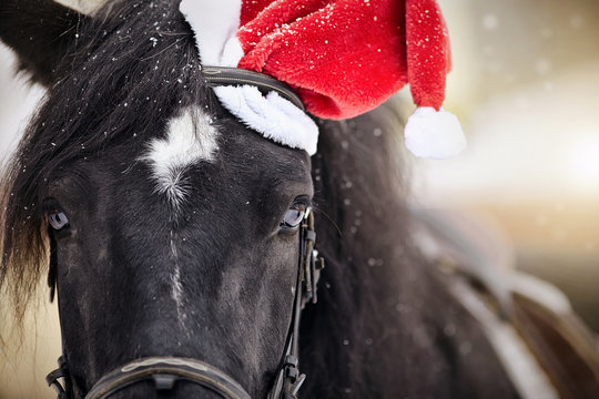 Portrait of a horse in a a red Santa Claus hat