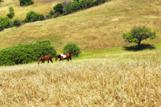 an image of horses