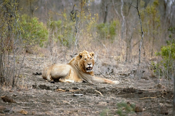 Lone male lion