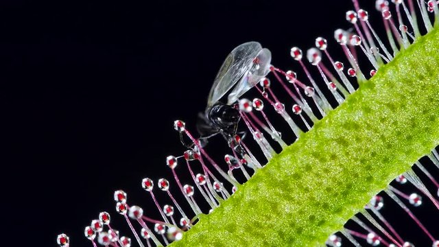 Langbl&auml;ttriger Sonnentau mit Beute, Drosera anglica