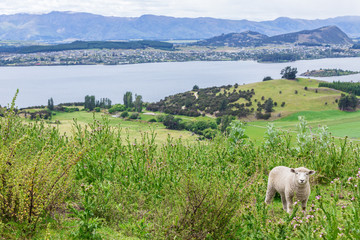 Obraz premium Lonely Sheep with green grass in New Zealand