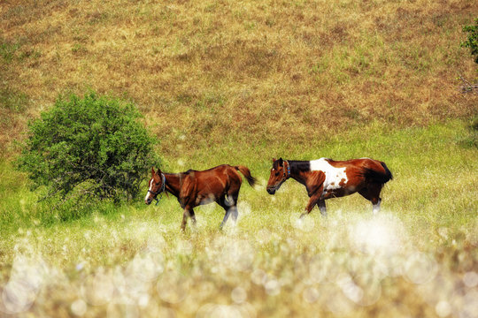 An image of horses 
