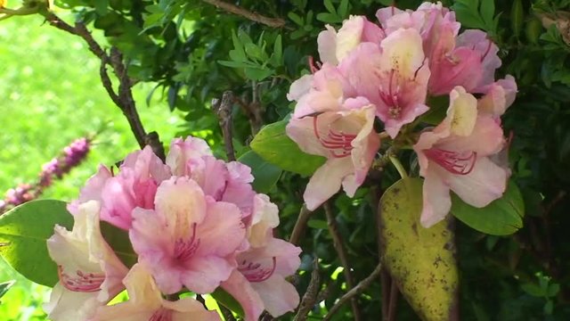 Die Bl&uuml;ten des Rhododendron zittern im Wind
