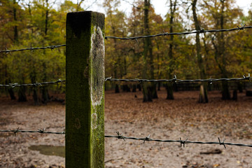 Stacheldraht im Wald © kiksen
