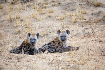 Spotted hyena cubs