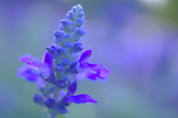 ブルーサルビアの花（クローズアップ）
