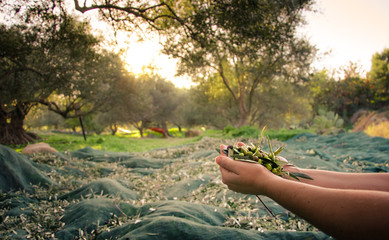 Woman keeps some of the harvested fresh olives in a field in Crete, Greece for olive oil production, using green nets, at sunset.