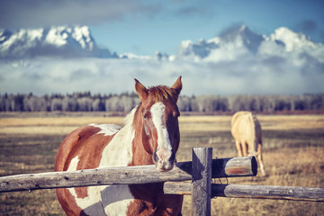 Vintage toned photo of a chestnut horse with Grand Teton mountains in background, Wyoming, USA.