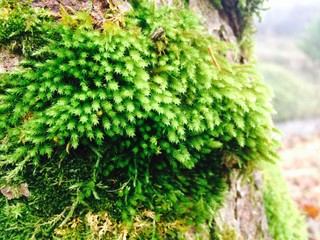 Moss on the tree