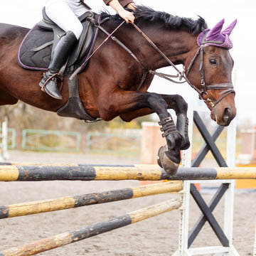 Close up image of jumping horse over hurdle