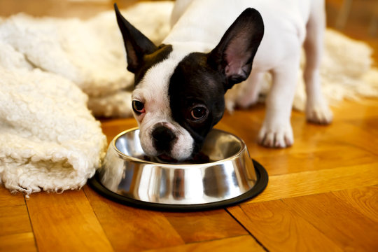 The French bulldog puppy eating food from a bowl
