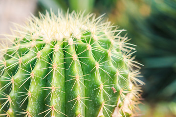Golden Barrel Cactus in a Cactus garden