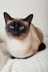 cat on a sofa at home.