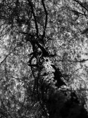 Fototapeta na wymiar UPWARD VIEW OF TRUNK AND BRANCHES OF TREE