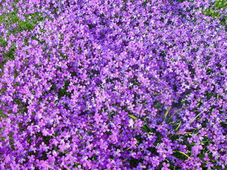 Obraz premium Violette Meerviolen