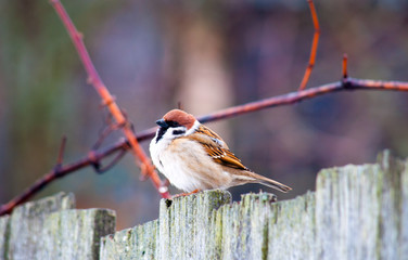 sparrows on the fence in the spring