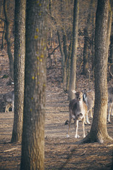 Fallow deer in the forest