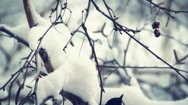Titmouse on a snow-covered branches of a tree. Tit pecking and eating the seeds of the tree, then flies away, but come back. Titmouse feeds. Close-up.