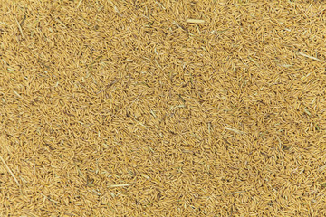 Paddy backgrounds, Farmer drying rice