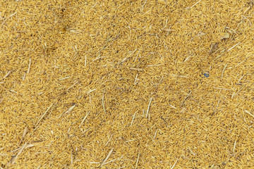 Paddy backgrounds, Farmer drying rice