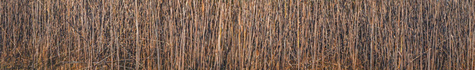 Dry reeds texture background in nature.