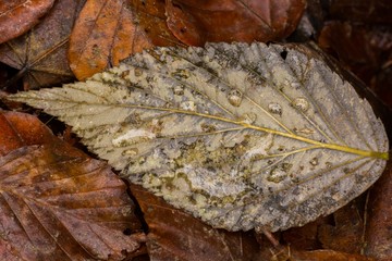 A Leaf Fallen in the Forest and Covered by Droplets in Late Autumn