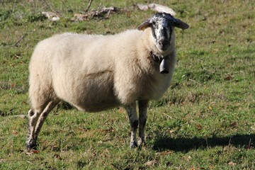 Obraz premium brebis auvergnate