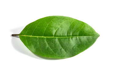 Fototapeta na wymiar Green leaf isolated on white background. For background Graphic or Texture.