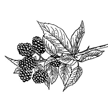 рисунок шелковице на веточке с листвой 