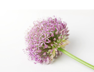 Soft focused Beautiful Blooming Purple Allium, onion flower isolated on a white background,