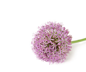 Beautiful Blooming Purple Allium, onion flower isolated on a white background,