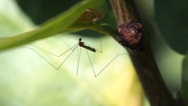 Mosquito Long Legs Dancing under The Leaf