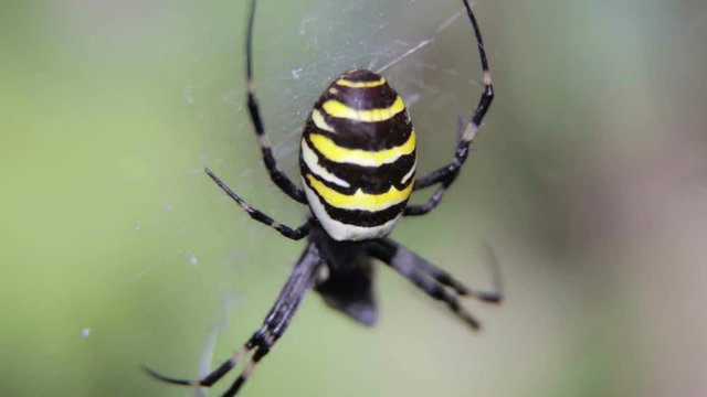 Argiopa spider sits on his cobweb. Black and Yellow Spider waiting a victim.
