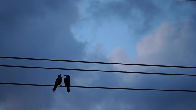 Crows Helped Preen Perched on High Voltage Power Lines