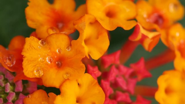 Raindrops Perched on Yellow Hedge Flower