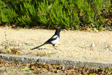 magpie bird in the wild