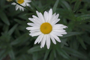 Fototapeta premium Daisy