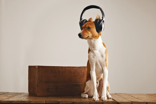 Basenji dog wearing large black and silver headset sniffing air sitting next to a wooden wine crate in a studio
