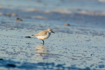 Sanderling im Morgenlicht am Strand